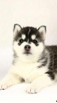 二哈吃瓜娱乐圈小说,娱乐圈的欢乐盛宴