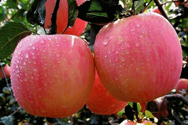 5.1吃瓜网官网苹果版,轻松畅享最新娱乐资讯，尽在掌握